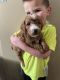 Goldendoodle Puppies for sale in Beresford, SD 57004, USA. price: NA