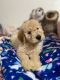 Goldendoodle Puppies for sale in Ruston, WA 98407, USA. price: NA