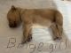 Goldendoodle Puppies for sale in Gainesville, TX 76240, USA. price: NA