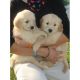 Goldendoodle Puppies