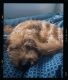 Goldendoodle Puppies for sale in Webster, TX, USA. price: NA