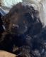Goldendoodle Puppies for sale in Indianapolis, IN, USA. price: $500