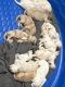 Goldendoodle Puppies for sale in Cartersville, GA 30121, USA. price: NA