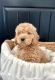 Goldendoodle Puppies for sale in East Earl, PA 17519, USA. price: $1,000