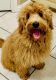 Goldendoodle Puppies for sale in McAllen, TX, USA. price: $1,700