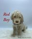 Goldendoodle Puppies for sale in Travelers Rest, SC, USA. price: $2,800