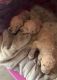 Goldendoodle Puppies for sale in Ontario, CA, USA. price: NA