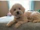 Goldendoodle Puppies for sale in Redding, CA, USA. price: $2,000