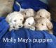 Goldendoodle Puppies for sale in Madison, NC 27025, USA. price: $1,000
