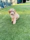 Goldendoodle Puppies for sale in Jersey City, NJ, USA. price: NA