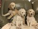 Goldendoodle Puppies for sale in 1700 Commerce St, Dallas, TX 75201, USA. price: NA