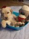 Goldendoodle Puppies for sale in Lebanon, MO 65536, USA. price: $450