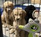 Goldendoodle Puppies for sale in Tampa, FL, USA. price: $2,000