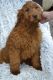 Goldendoodle Puppies for sale in Winsted, CT 06098, USA. price: $500