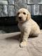 Goldendoodle Puppies for sale in Knoxville, TN, USA. price: $2,000