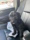 Goldendoodle Puppies for sale in Belfast, NY 14711, USA. price: NA
