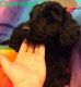 Goldendoodle Puppies for sale in Locust, NC 28097, USA. price: NA