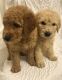 Goldendoodle Puppies for sale in Ruston, WA 98407, USA. price: NA