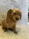 Goldendoodle Puppies for sale in Ahoskie, NC 27910, USA. price: NA