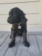 Goldendoodle Puppies for sale in Anna, TX 75409, USA. price: $2,500