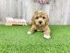 Goldendoodle Puppies for sale in Coshocton, OH 43812, USA. price: NA