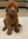 Goldendoodle Puppies for sale in Buckeye, AZ, USA. price: $1,500