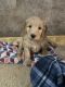 Goldendoodle Puppies for sale in Wyeville, WI, USA. price: $1,000