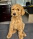 Goldendoodle Puppies for sale in Pompano Beach, FL, USA. price: NA