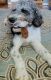 Goldendoodle Puppies for sale in Seneca, SC, USA. price: $800