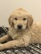 Goldendoodle Puppies for sale in Seattle, WA, USA. price: $900
