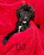 Goldendoodle Puppies for sale in Cypress, TX, USA. price: $3,000