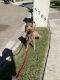 Goldendoodle Puppies for sale in San Antonio, TX 78260, USA. price: $1,200
