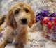 Goldendoodle Puppies for sale in Joshua, TX, USA. price: $800