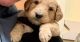 Goldendoodle Puppies for sale in Camden, OH 45311, USA. price: NA