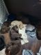 Goldendoodle Puppies for sale in Hastings, NE, USA. price: $800