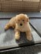 Goldendoodle Puppies for sale in Deltona, FL, USA. price: $1,500
