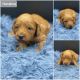 Goldendoodle Puppies for sale in Urbana, IL, USA. price: NA
