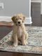 Goldendoodle Puppies for sale in Richmond Hill, GA 31324, USA. price: $2,500
