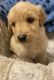 Goldendoodle Puppies for sale in Butler, TN 37640, USA. price: $750