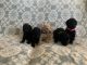 Goldendoodle Puppies for sale in Statesville, NC, USA. price: $1,500