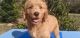 Goldendoodle Puppies for sale in Jacksonville, FL 32221, USA. price: $2,000
