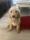 Goldendoodle Puppies for sale in Boiling Springs, SC 29316, USA. price: $1,300
