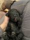 Goldendoodle Puppies for sale in West Monroe, LA, USA. price: $1,500