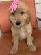 Goldendoodle Puppies for sale in Jacksonville, FL 32221, USA. price: $1,100