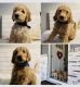 Goldendoodle Puppies for sale in Statesville, NC, USA. price: $1,250