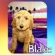 Goldendoodle Puppies for sale in Acton, CA 93510, USA. price: $1,250