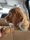 Goldendoodle Puppies for sale in Orem, UT, USA. price: $1,000