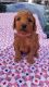 Goldendoodle Puppies for sale in Rexford, MT 59930, USA. price: $1,500