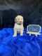 Goldendoodle Puppies for sale in Williamston, SC, USA. price: NA