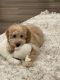 Goldendoodle Puppies for sale in Riverside, CA, USA. price: $4,900